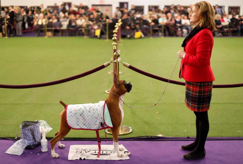 El Westminster Kennel Club, el certamen más antiguo de perros de pura raza de Estados Unidos, llega a su 143 edición con un su habitual alarde de elegancia y belleza entre los participantes. 