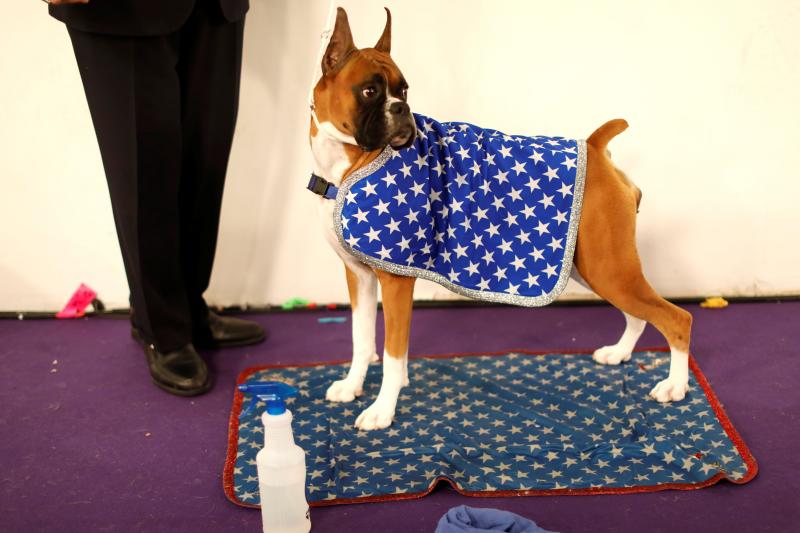 El Westminster Kennel Club, el certamen más antiguo de perros de pura raza de Estados Unidos, llega a su 143 edición con un su habitual alarde de elegancia y belleza entre los participantes. 