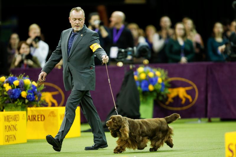 El Westminster Kennel Club, el certamen más antiguo de perros de pura raza de Estados Unidos, llega a su 143 edición con un su habitual alarde de elegancia y belleza entre los participantes. 