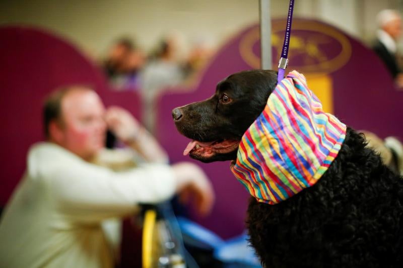El Westminster Kennel Club, el certamen más antiguo de perros de pura raza de Estados Unidos, llega a su 143 edición con un su habitual alarde de elegancia y belleza entre los participantes. 