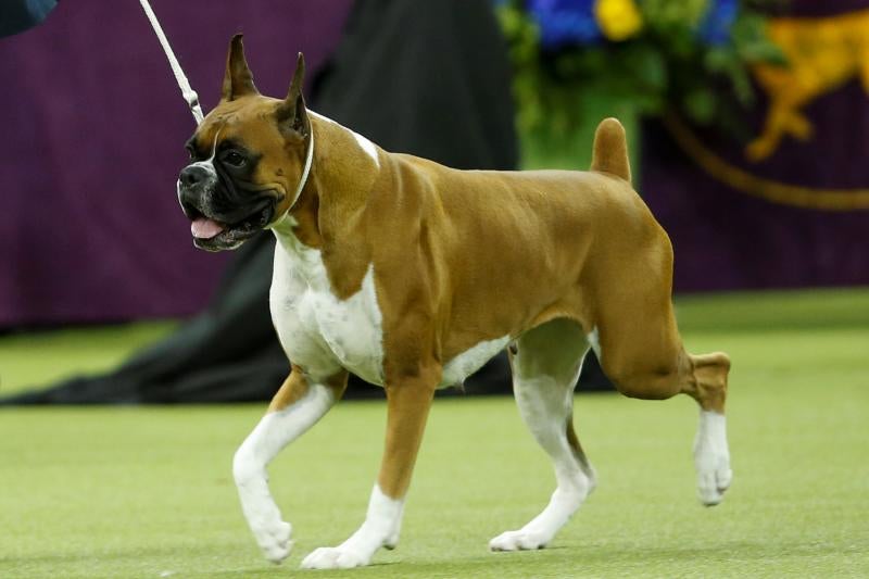El Westminster Kennel Club, el certamen más antiguo de perros de pura raza de Estados Unidos, llega a su 143 edición con un su habitual alarde de elegancia y belleza entre los participantes. 