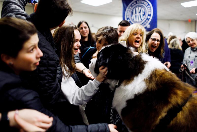 El Westminster Kennel Club, el certamen más antiguo de perros de pura raza de Estados Unidos, llega a su 143 edición con un su habitual alarde de elegancia y belleza entre los participantes. 
