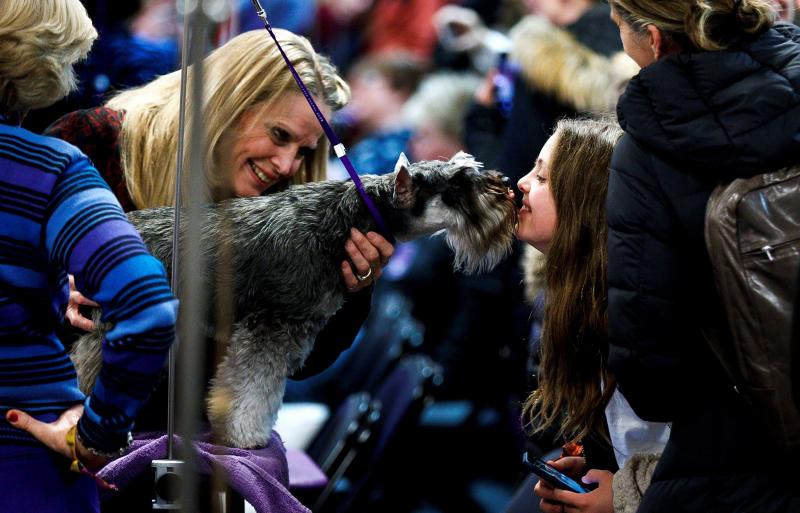 El Westminster Kennel Club, el certamen más antiguo de perros de pura raza de Estados Unidos, llega a su 143 edición con un su habitual alarde de elegancia y belleza entre los participantes. 