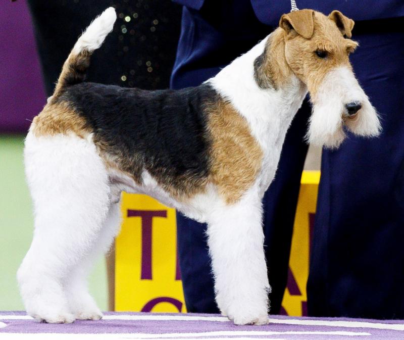 El Westminster Kennel Club, el certamen más antiguo de perros de pura raza de Estados Unidos, llega a su 143 edición con un su habitual alarde de elegancia y belleza entre los participantes. 
