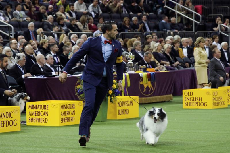 El Westminster Kennel Club, el certamen más antiguo de perros de pura raza de Estados Unidos, llega a su 143 edición con un su habitual alarde de elegancia y belleza entre los participantes. 