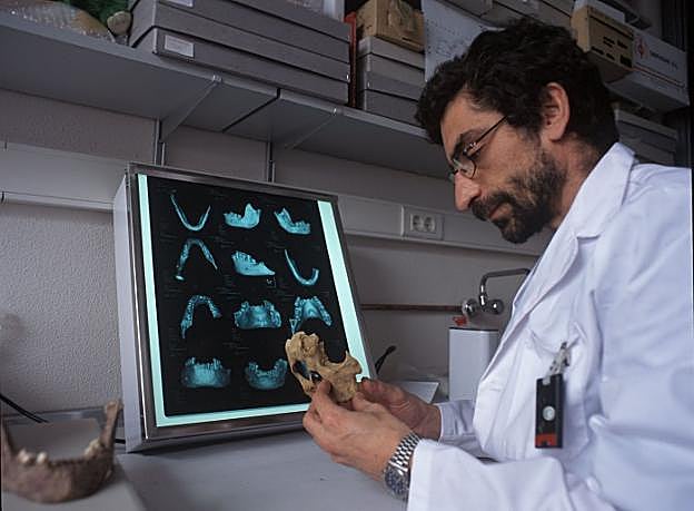 Antonio Rosas, en su laboratorio, con una de las piezas de El Sidrón. 