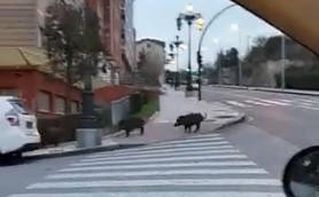 Los jabalíes cruzando la carretera que sube a San Esteban.