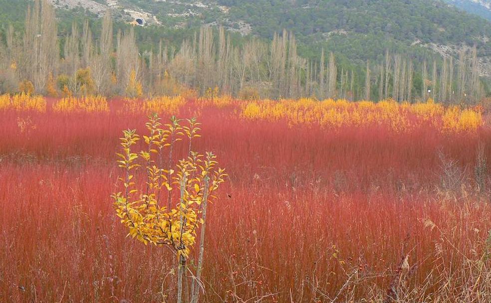 Paisaje de Cañamares, al norte de Cuenca, donde por estas fechas los campos adquieren un color púrpura gracias a las varas de mimbre