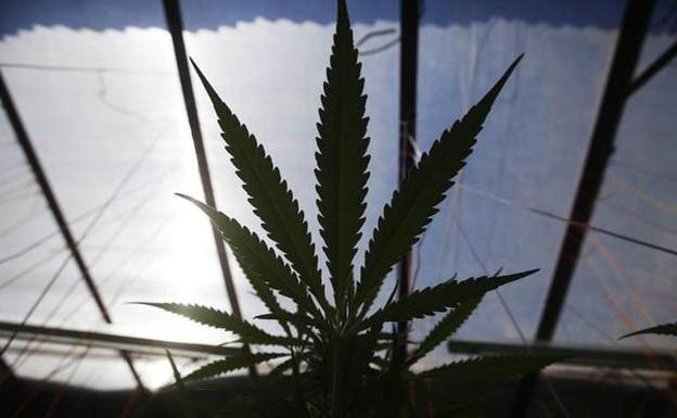 Condenada a dos años de cárcel por tener en casa 38 kilos de plantas de marihuana