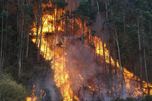 Monte bajo ardiendo en San Martín. 