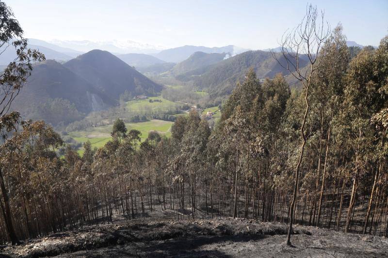 Un helicóptero del SEPA localizó a un incendiario quemando varios puntos del monte del concejo.