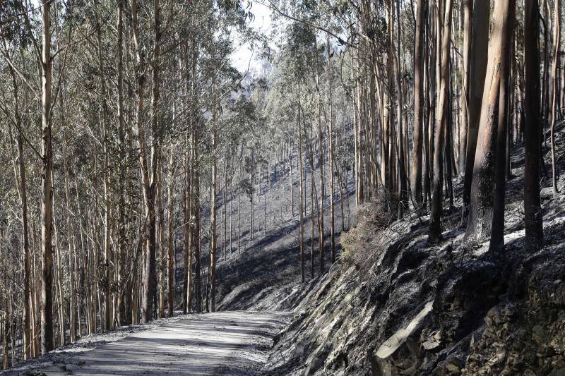 Un helicóptero del SEPA localizó a un incendiario quemando varios puntos del monte del concejo.