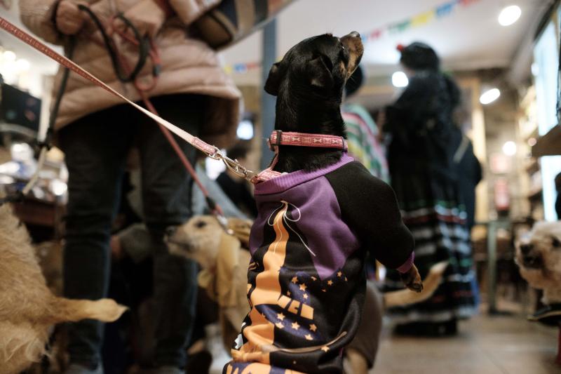 Green Zone acogió un desfile en el que las mascotas lucieron sus propios disfraces de antroxu