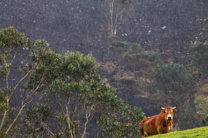 Este es el aspecto que presentaban los concejos del Oriente asturiano tras la oleada de incendios.