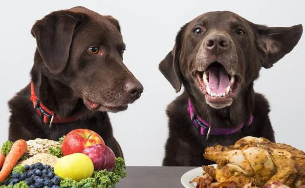 Recetas con comida casera para perros | El Comercio: Diario de Asturias