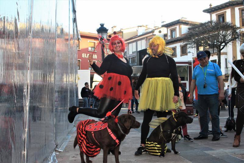 Los animales protagonizaron su propio concurso de disfraces y tuvieron su minuto de gloria en el desfile de la tarde del sábado.