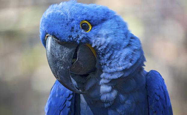 Loro Parque, en Puerto de la Cruz