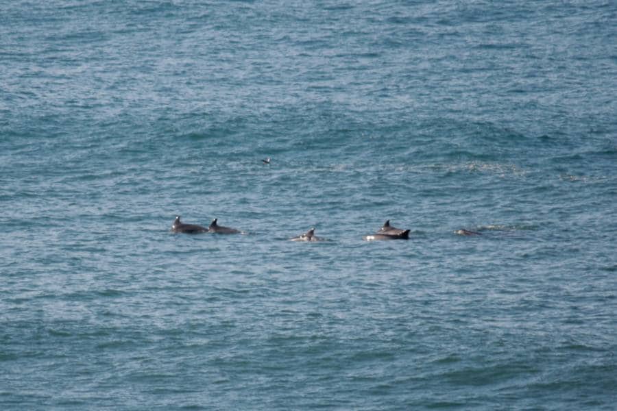 Los cetáceos comparten el agua del Cantábrico con los surferos que habitualmente practican su deporte en la bahía de Gijón