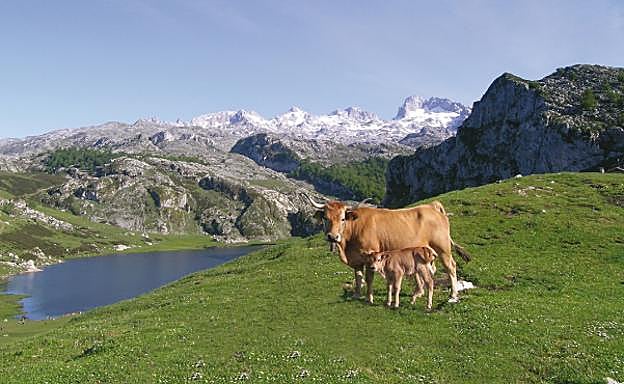 Cangas de Onís, todas las virtudes de Asturias en un municipio único