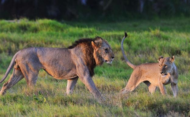 Un cazador furtivo muere por el ataque de un elefante y es devorado por los leones