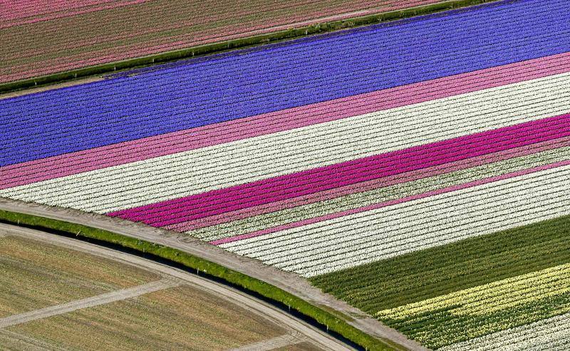 Las imágenes aéreas de los campos de tulipanes, en Lisse (Holanda) nos dejan una espectacular combinación de colores 