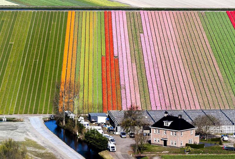 Las imágenes aéreas de los campos de tulipanes, en Lisse (Holanda) nos dejan una espectacular combinación de colores 