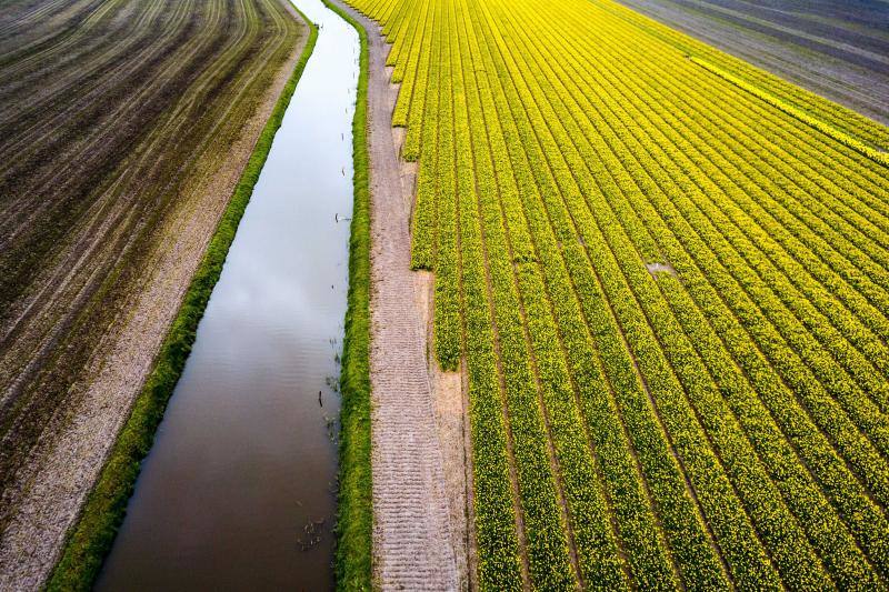 Las imágenes aéreas de los campos de tulipanes, en Lisse (Holanda) nos dejan una espectacular combinación de colores 