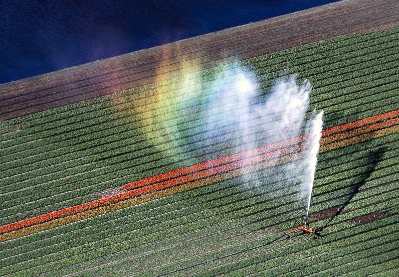 Las imágenes aéreas de los campos de tulipanes, en Lisse (Holanda) nos dejan una espectacular combinación de colores 