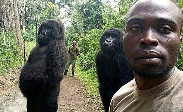 El posado de unos gorilas en un selfie que revoluciona las redes sociales