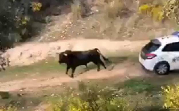 El vídeo del toro que embiste a la Guardia Civil que ha dado mucho que hablar