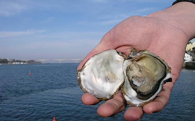 La ostra rizada es la única especie que se puede capturar. 