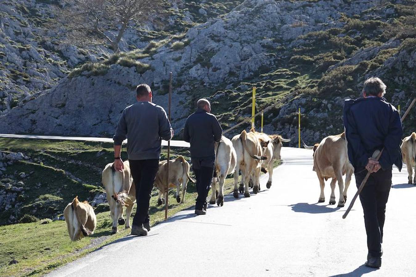 Cerca de 300 cabezas de vacuno realizaron su tradicional ascenso a los pastos de Picos