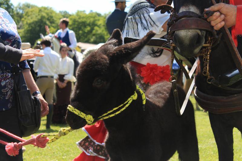 Los vecinos de la localidad del Oriente recorrieron las calles a caballo y ataviados con los mejores trajes flamencos.