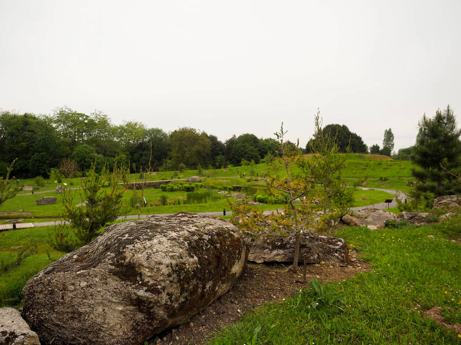 Bioma Boreal Americano, impresionante área formada por bosques de coníferas de la zona de Noretamérica, donde se puede encontrar la mayor diversidad de estas especies.