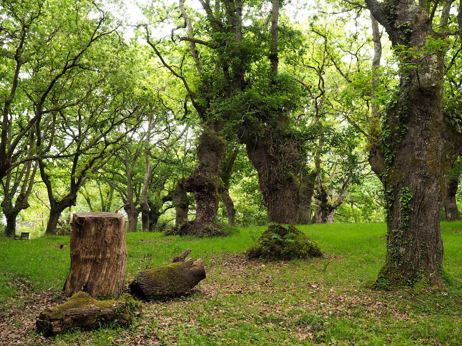 Carbayeda de Tragamón, área de gran valor ecológico que se encontrarán aquellos que realicen el itinerario Atlántico. 