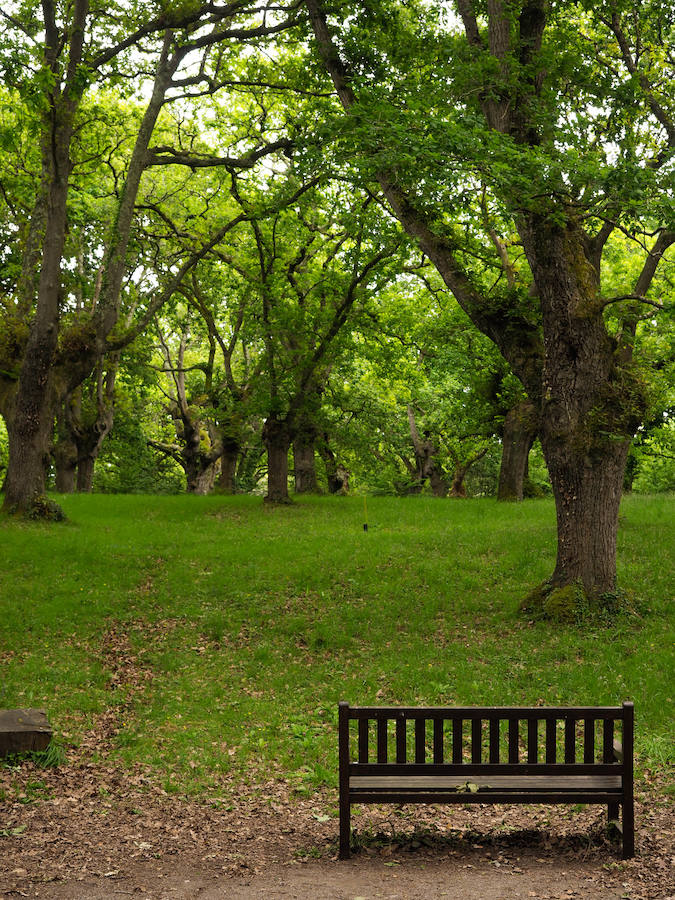 Carbayeda de Tragamón. Se encuentra en el Templado Europeo, que llama la atención por estas grandes masas boscosas de robledales entre otras especies.