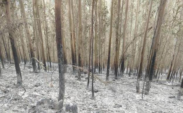 Una de las zonas de la sierra de Sollera que quedaron arrasadas por las llamas. 