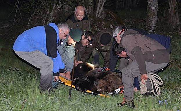 Muere el oso localizado en la montaña leonesa por las graves heridas que le habían dejado parapléjico
