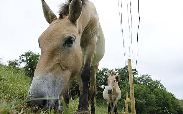 Caballos Przewalski del cercado del Parque de la Prehistoria de Teverga.