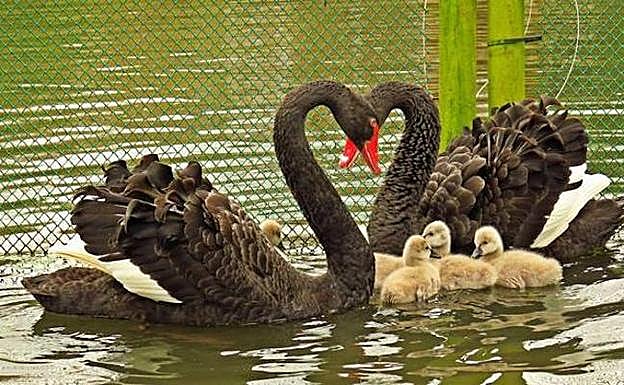 Imagen de archivo de una pareja de cisnes negros y sus crías en el parque Isabel la Católica 