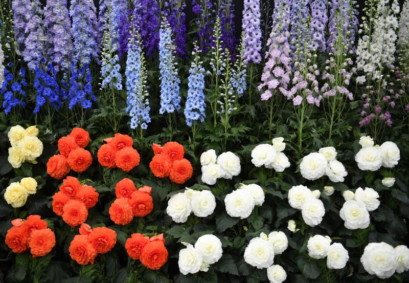 Ni la Reina de Inglaterra ha querido perderse el gran espectáculo del festival de flores y jardines más importante del mundo, que se celebra en la localidad británica de Chelsea. Impulsado en 1913 por la Real Sociedad de Horticultura, cuenta con más de 500 expositores y cada año supera los 160.000 visitantes. 