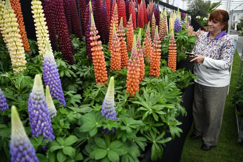Ni la Reina de Inglaterra ha querido perderse el gran espectáculo del festival de flores y jardines más importante del mundo, que se celebra en la localidad británica de Chelsea. Impulsado en 1913 por la Real Sociedad de Horticultura, cuenta con más de 500 expositores y cada año supera los 160.000 visitantes. 