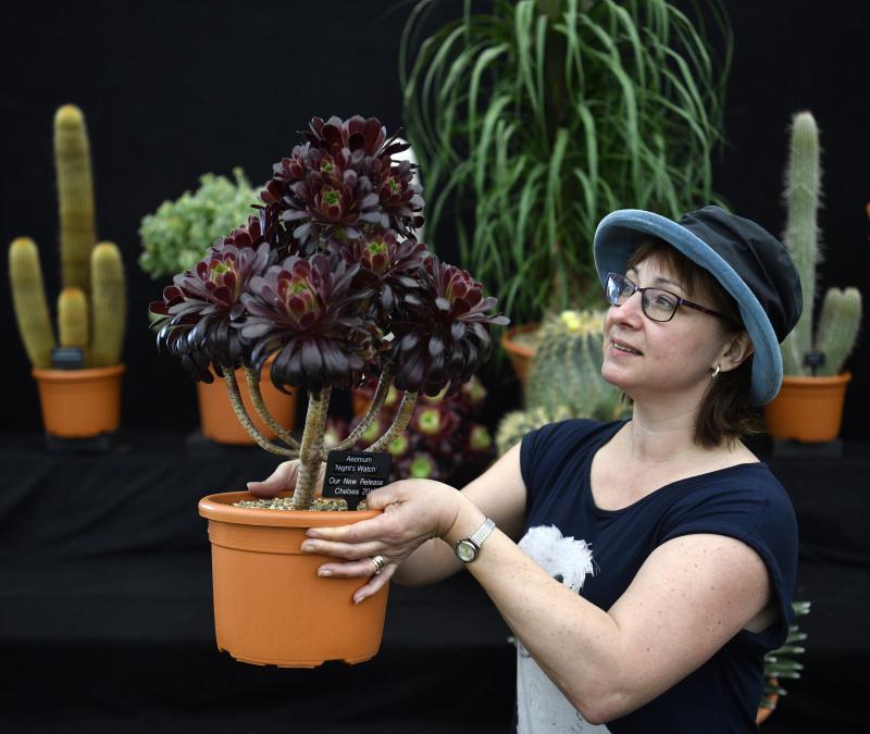 Ni la Reina de Inglaterra ha querido perderse el gran espectáculo del festival de flores y jardines más importante del mundo, que se celebra en la localidad británica de Chelsea. Impulsado en 1913 por la Real Sociedad de Horticultura, cuenta con más de 500 expositores y cada año supera los 160.000 visitantes. 