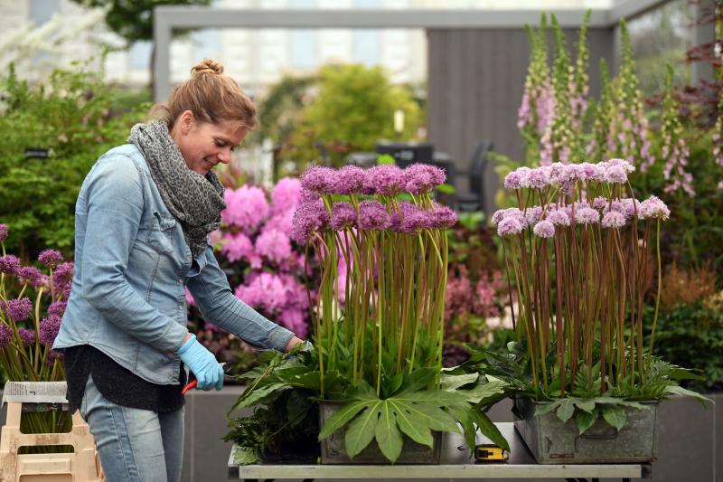 Ni la Reina de Inglaterra ha querido perderse el gran espectáculo del festival de flores y jardines más importante del mundo, que se celebra en la localidad británica de Chelsea. Impulsado en 1913 por la Real Sociedad de Horticultura, cuenta con más de 500 expositores y cada año supera los 160.000 visitantes. 