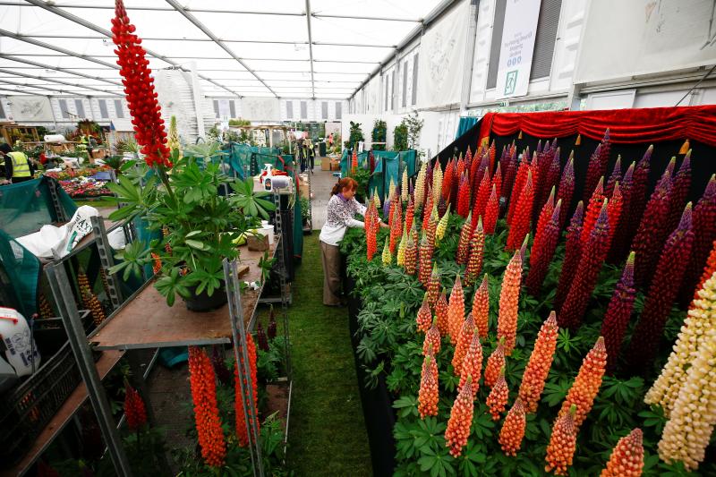 Ni la Reina de Inglaterra ha querido perderse el gran espectáculo del festival de flores y jardines más importante del mundo, que se celebra en la localidad británica de Chelsea. Impulsado en 1913 por la Real Sociedad de Horticultura, cuenta con más de 500 expositores y cada año supera los 160.000 visitantes. 