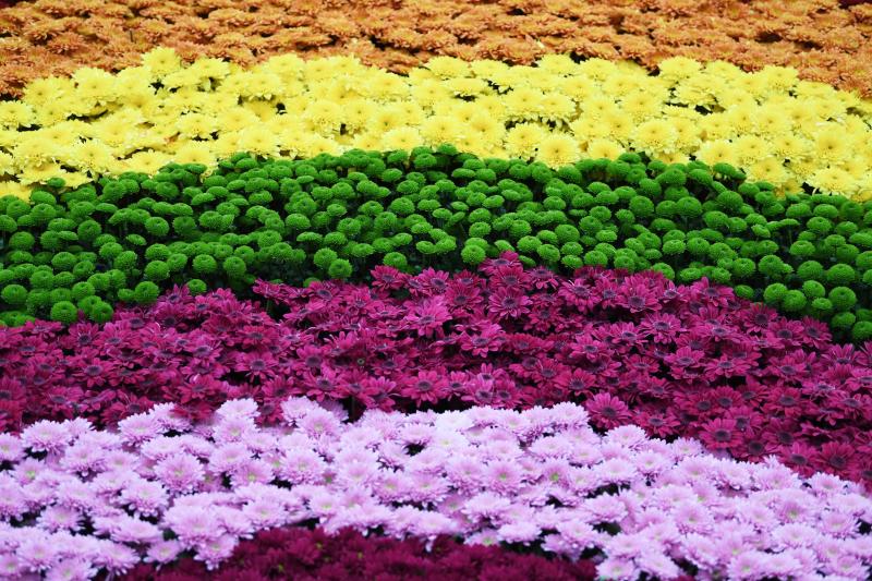 Ni la Reina de Inglaterra ha querido perderse el gran espectáculo del festival de flores y jardines más importante del mundo, que se celebra en la localidad británica de Chelsea. Impulsado en 1913 por la Real Sociedad de Horticultura, cuenta con más de 500 expositores y cada año supera los 160.000 visitantes. 