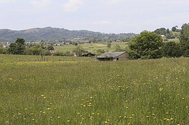 Terrenos donde se iba a construir la granja. :: PABLO NOSTI
