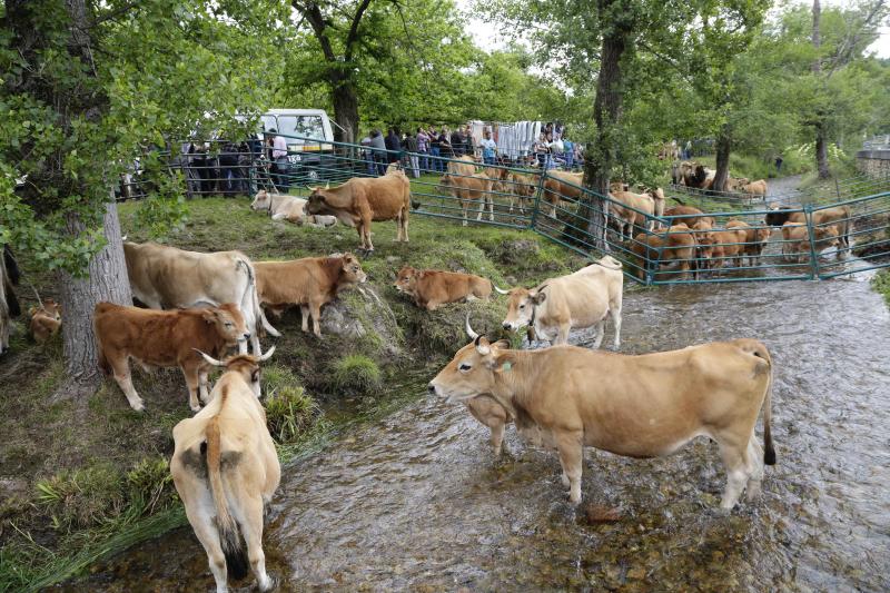 La localidad canguesa de Corao ha vuelto a ser el referente del sector ganadero de Asturias, con una feria en la que se han dado cita más de 3.000 reses. Las ventas alcanzaron el 80%.