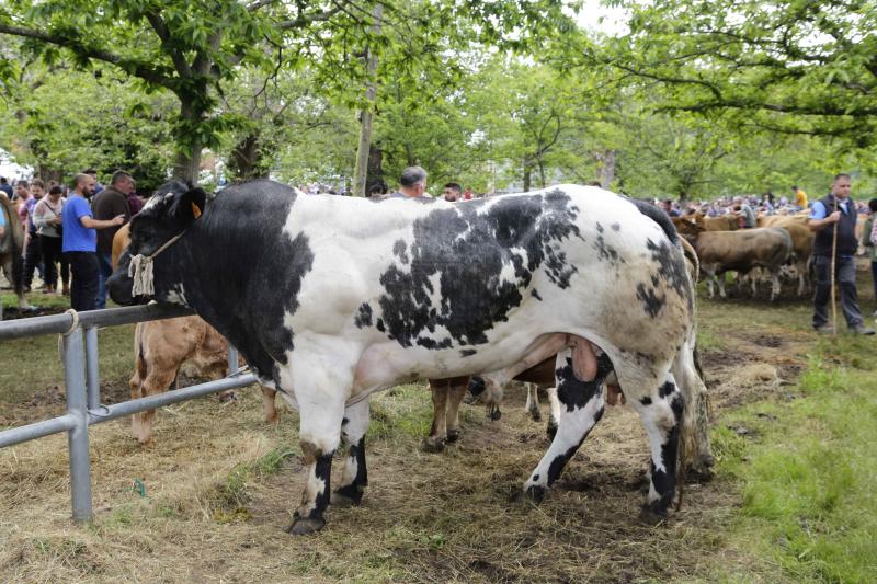 La localidad canguesa de Corao ha vuelto a ser el referente del sector ganadero de Asturias, con una feria en la que se han dado cita más de 3.000 reses. Las ventas alcanzaron el 80%.