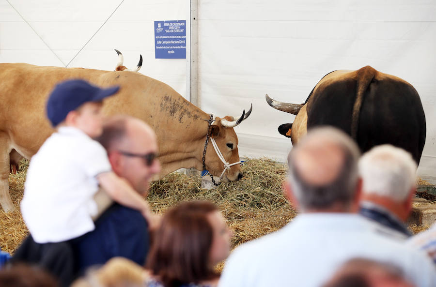El alcalde en funciones, Wenceslao López, destacó este domingo el éxito de la feria de La Ascensión que se ha celebrado durante el fin de semana en diversos escenarios de la ciudad